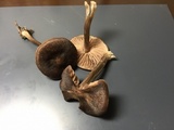 Entoloma sericeum image