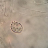 Entoloma sericeum image