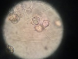 Entoloma sericeum image