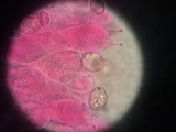 Entoloma sericeum image