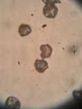 Entoloma sericeum image