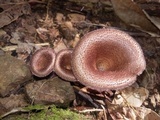 Panus neostrigosus image