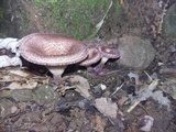 Panus neostrigosus image