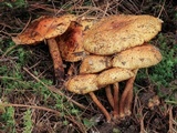 Pholiota limonella image
