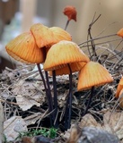 Marasmius spegazzinii image