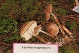 Lepiota magnispora image