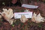 Sebacina sparassoidea image