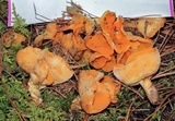 Sowerbyella rhenana image