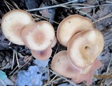 Clitocybe metachroa image