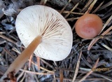 Clitocybe metachroa image