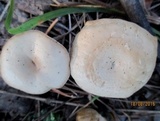 Clitocybe metachroa image