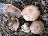 Cortinarius glaucopus image