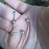 Mycena subcaerulea image