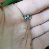 Mycena subcaerulea image