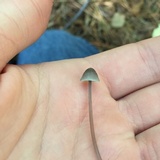 Mycena subcaerulea image