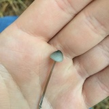 Mycena subcaerulea image