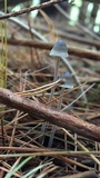 Mycena subcaerulea image