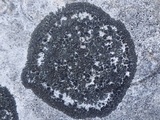 Placynthium subradiatum image