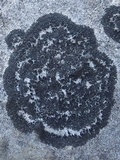 Placynthium subradiatum image