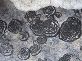 Placynthium subradiatum image