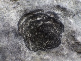 Placynthium subradiatum image