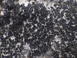 Placynthium subradiatum image