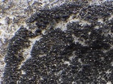 Placynthium subradiatum image