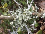 Parmotrema hypoleucinum image