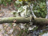 Parmotrema hypoleucinum image