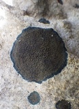 Placynthium nigrum image