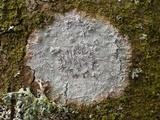 Phaeographis dendritica image