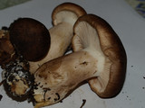 Tricholoma imbricatum image