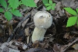 Hypomyces hyalinus image
