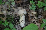 Hypomyces hyalinus image