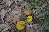 Aureoboletus innixus image