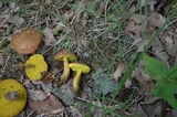 Aureoboletus innixus image