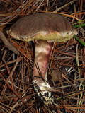 Boletus chrysenteron image