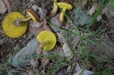 Aureoboletus innixus image