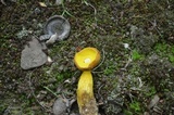 Boletus auripes image
