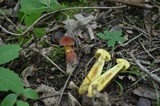 Baorangia bicolor image