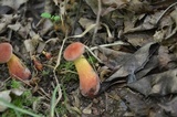 Baorangia bicolor image