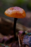 Xeromphalina fulvipes image