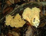 Ramaria formosa image