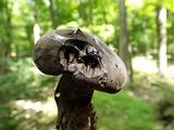 Tylopilus alboater image
