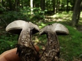 Tylopilus alboater image