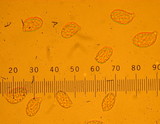 Ramaria formosa image