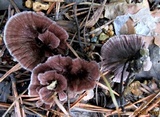Thelephora terrestris image