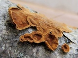 Hymenochaete cinnamomea image