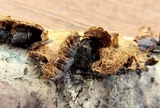 Hymenochaete cinnamomea image