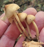 Mycena inclinata image